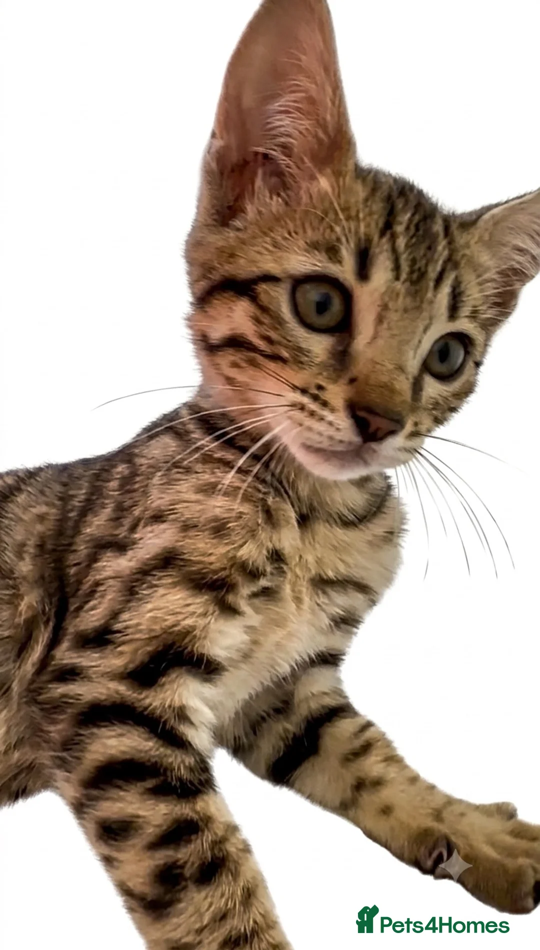 Bengal cats for sale:     Beautiful Rare Sepia Bengal × Savannah Cross  - Advert 2