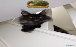 Maine Coon cats for sale: Exceptional kittens due Championship European line - Advert 10