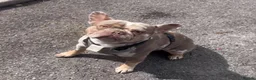 French Bulldog dogs for sale: French bulldog pups (rare colours)  - Advert 3