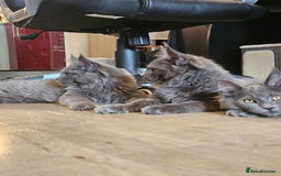 Maine Coon cats for sale: 🔥*Stunning Litter of 8💎Solid Blue Maine Coon*🔥  - Image 19