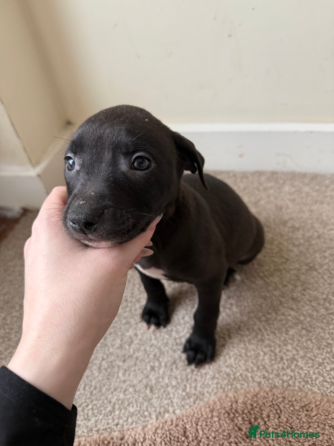 Mixed Breed dogs for sale: Staffordshire Bull Terrier x Whippet Pup - Advert 3