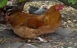 Chickens poultry for sale: Buff Orpington Cross Bantam Cockerel - Image 3