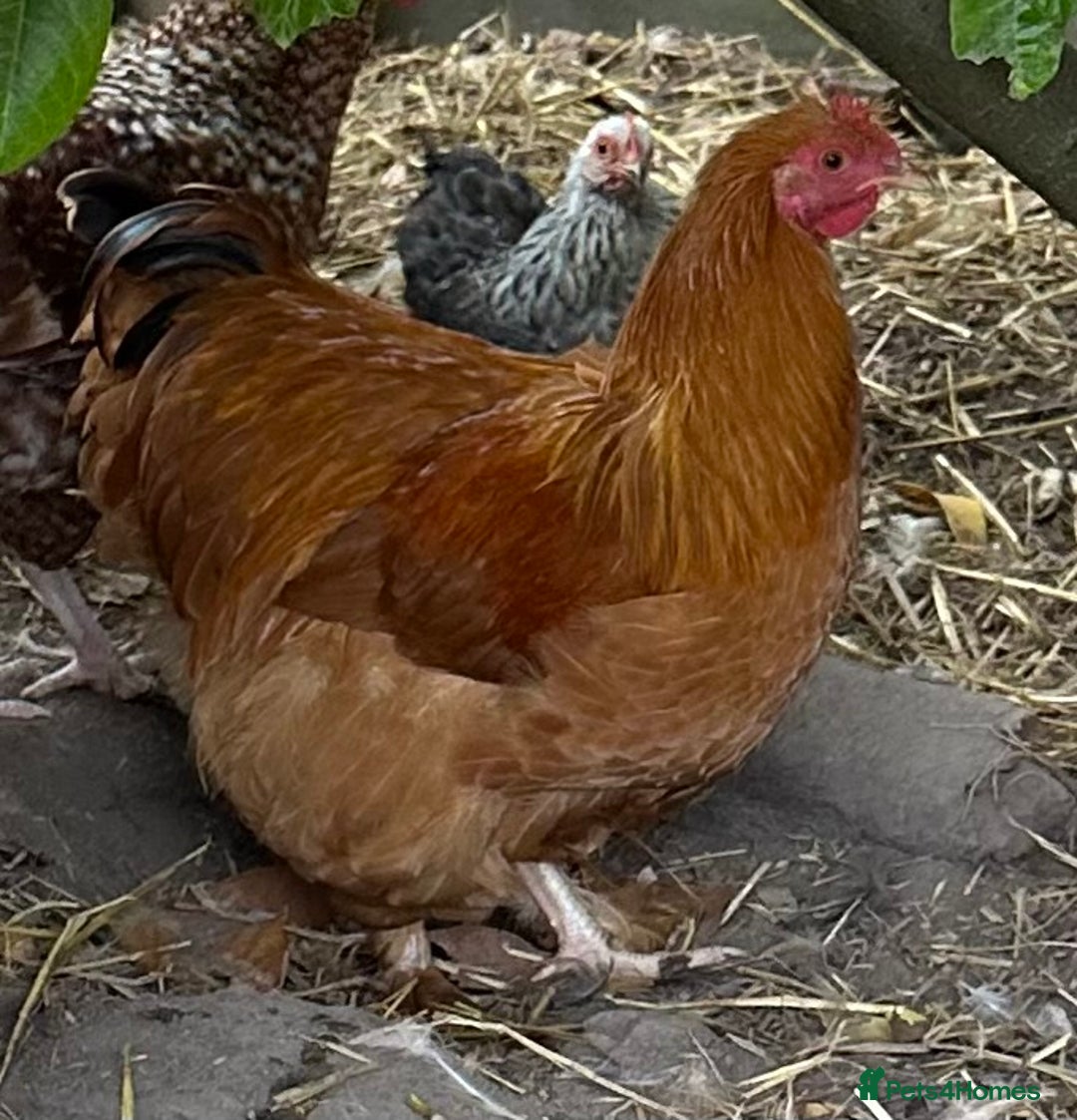 Chickens poultry for sale: Buff Orpington Cross Bantam Cockerel - Image 3