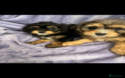 Cavapoo dogs for sale: Stunning rare colour F1 Cavapoo’s  - Image 12