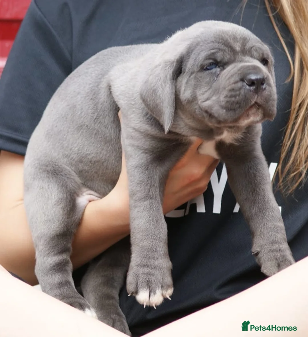 Cane Corso dogs for sale: 2 females left! Cane Corso puppies 9 weeks old - Advert 23