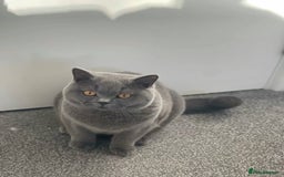 British Shorthair cats for sale: Gorgeous blue BSH son of gccf Champion(unneutered) - Image 5