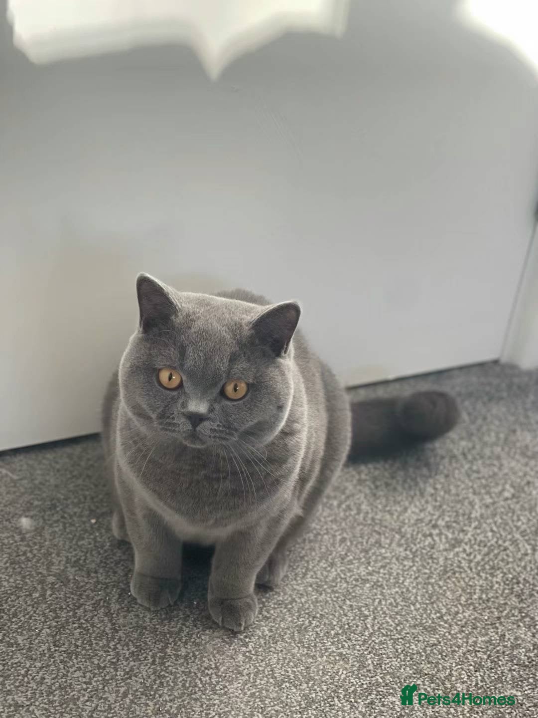 British Shorthair cats for sale: Gorgeous blue BSH son of gccf Champion(unneutered) - Image 5