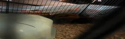 Guinea Pig rodents for sale: Bonded pair + five babies in Wrexham - Advert 2
