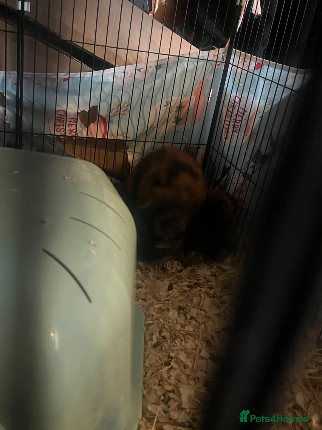 Guinea Pig rodents for sale: Bonded pair + five babies in Wrexham - Advert 2
