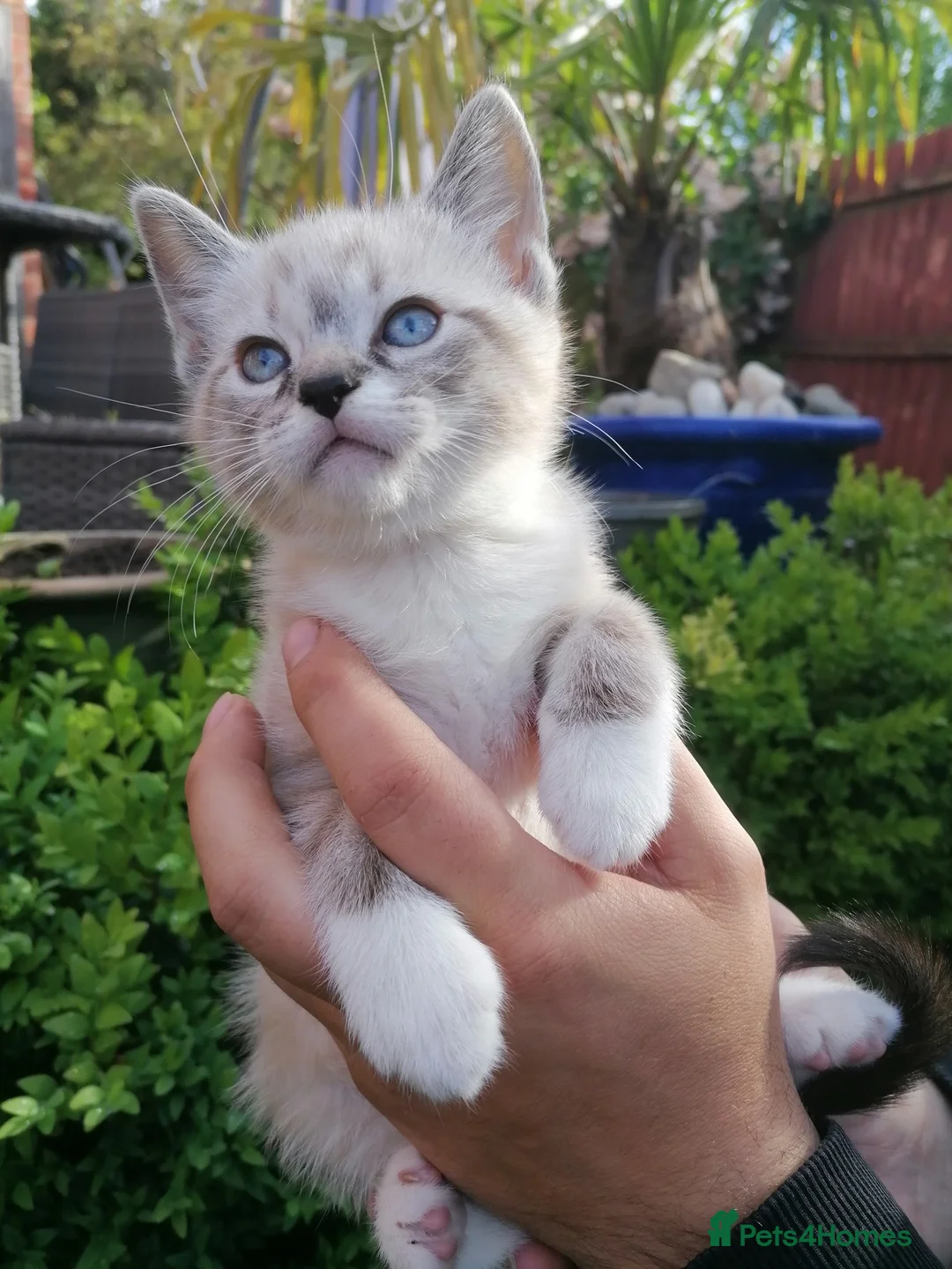 Mixed Breed cats for sale: Sweet Natured Male Kitten Ready now - Advert 2