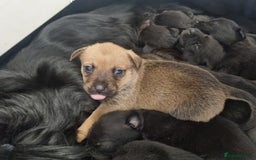 Mixed Breed dogs for sale: Cocker pei - Image 2