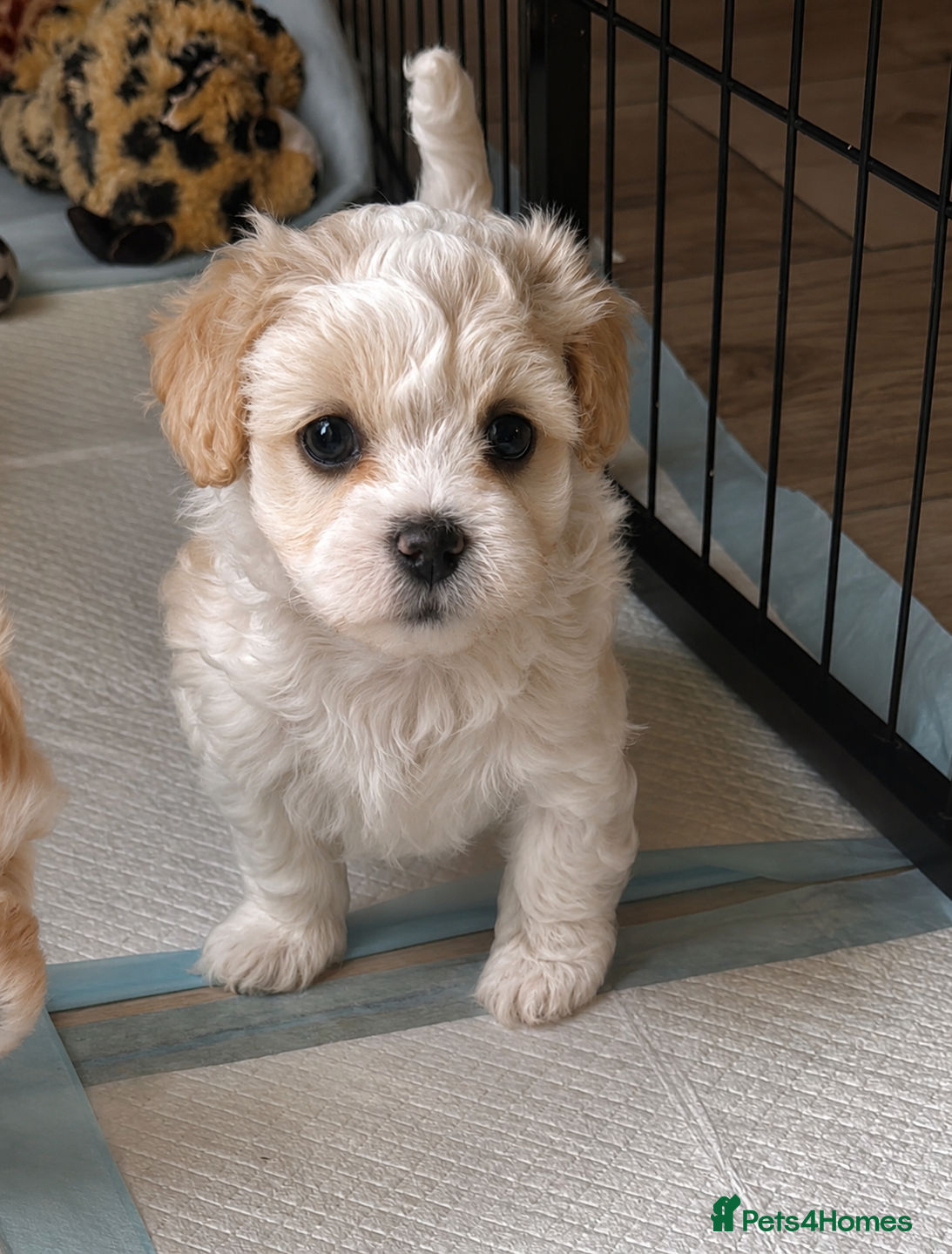 Maltipoo dogs Absolutely ADORABLE and so smart puppies! - Advert 5