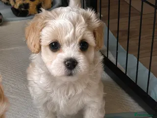 Maltipoo dogs Exceptional maltipoo puppies! 🐶 - Advert 2