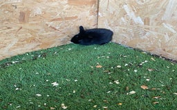 Rex rabbits for sale: Rex rabbits  - Image 18