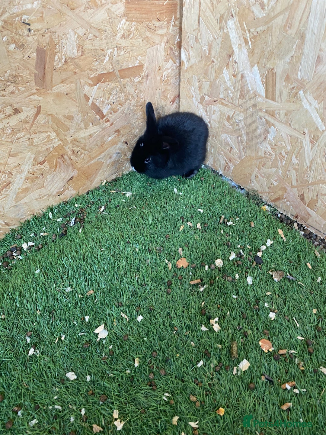 Rex rabbits for sale: Rex rabbits  - Image 18
