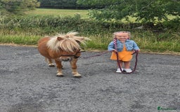 Shetland pony horses for sale: Beautiful 7h Mini shetland Gelding  - Image 14