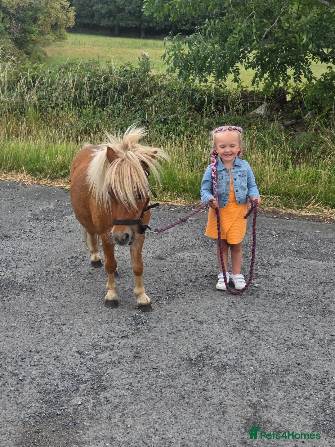 Shetland pony horses for sale: Beautiful 7h Mini shetland Gelding  - Image 14