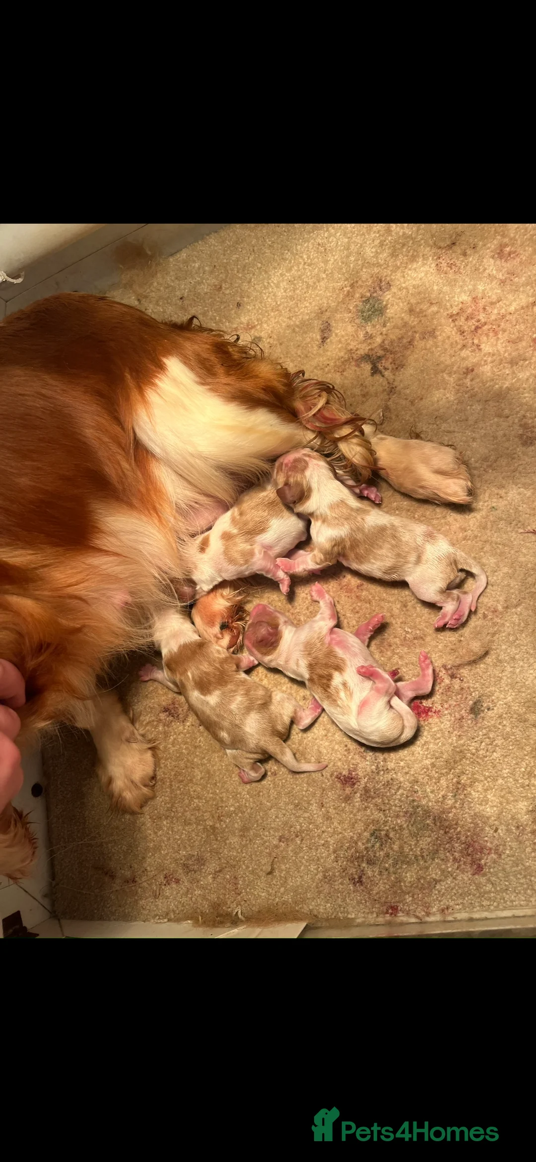 Cavalier King Charles Spaniel dogs for sale: Beautiful show quality cavalier puppies  - Advert 2