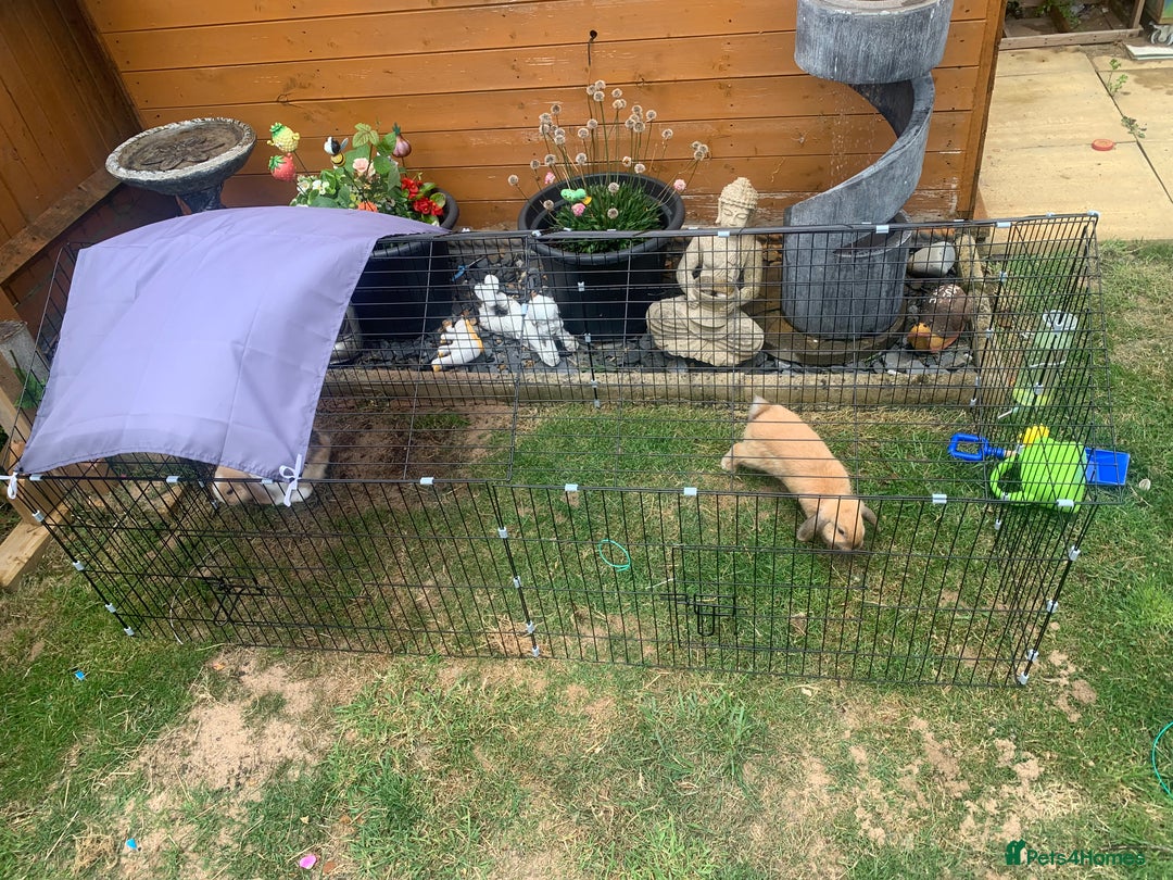 Mini Lop rabbits for sale: Two boy mini lop bunnies with cage & run  - Image 7