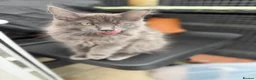 Maine Coon cats for sale: TICA Registered Maine Coon Kittens - Advert 9