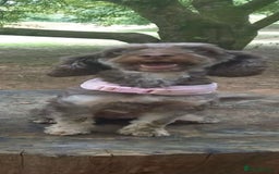 Cockapoo dogs for sale: 4 year old female cockerpoo - Image 2