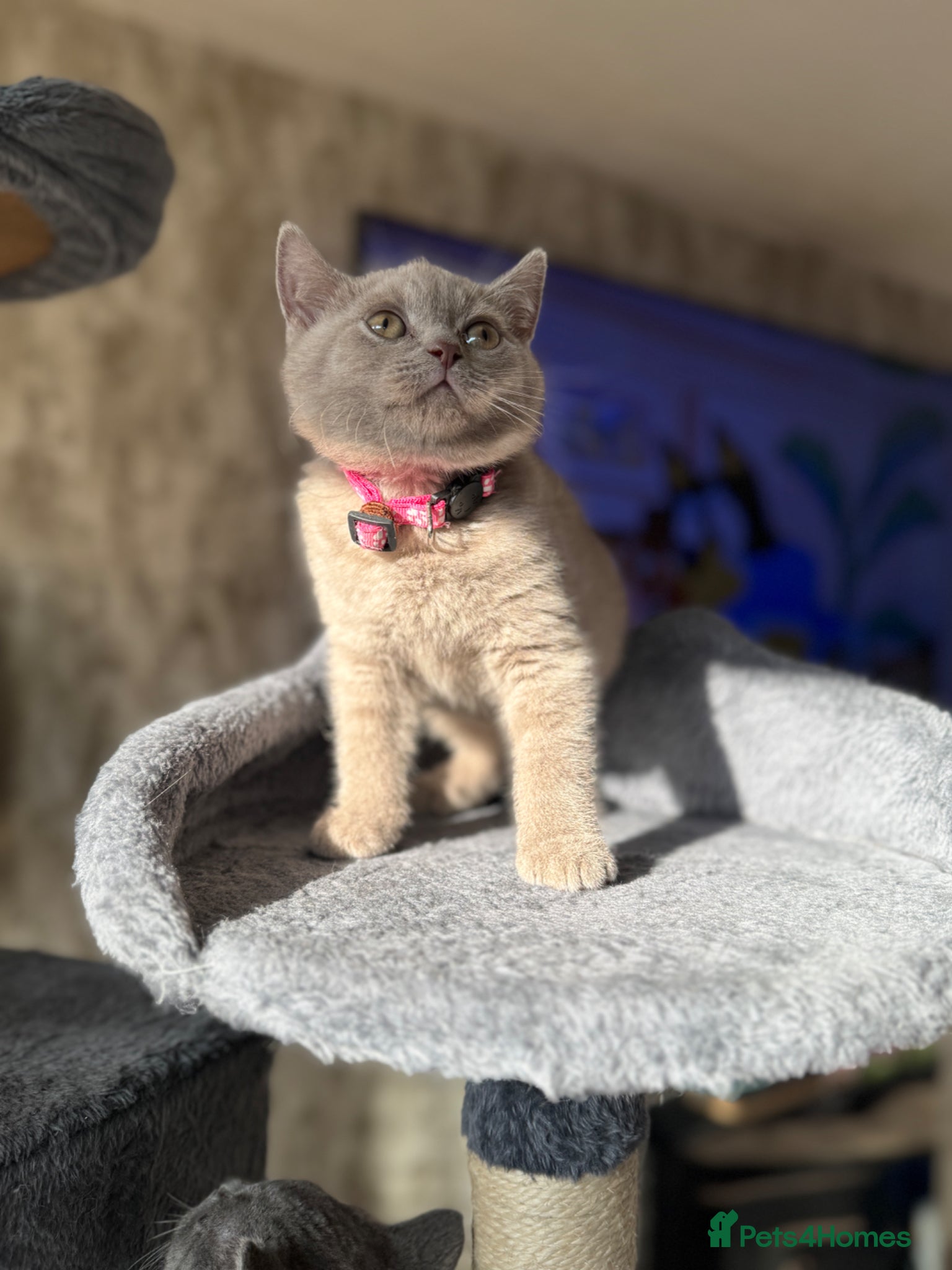 British Shorthair cats for sale: Beautiful British shorthair kittens  - Advert 31