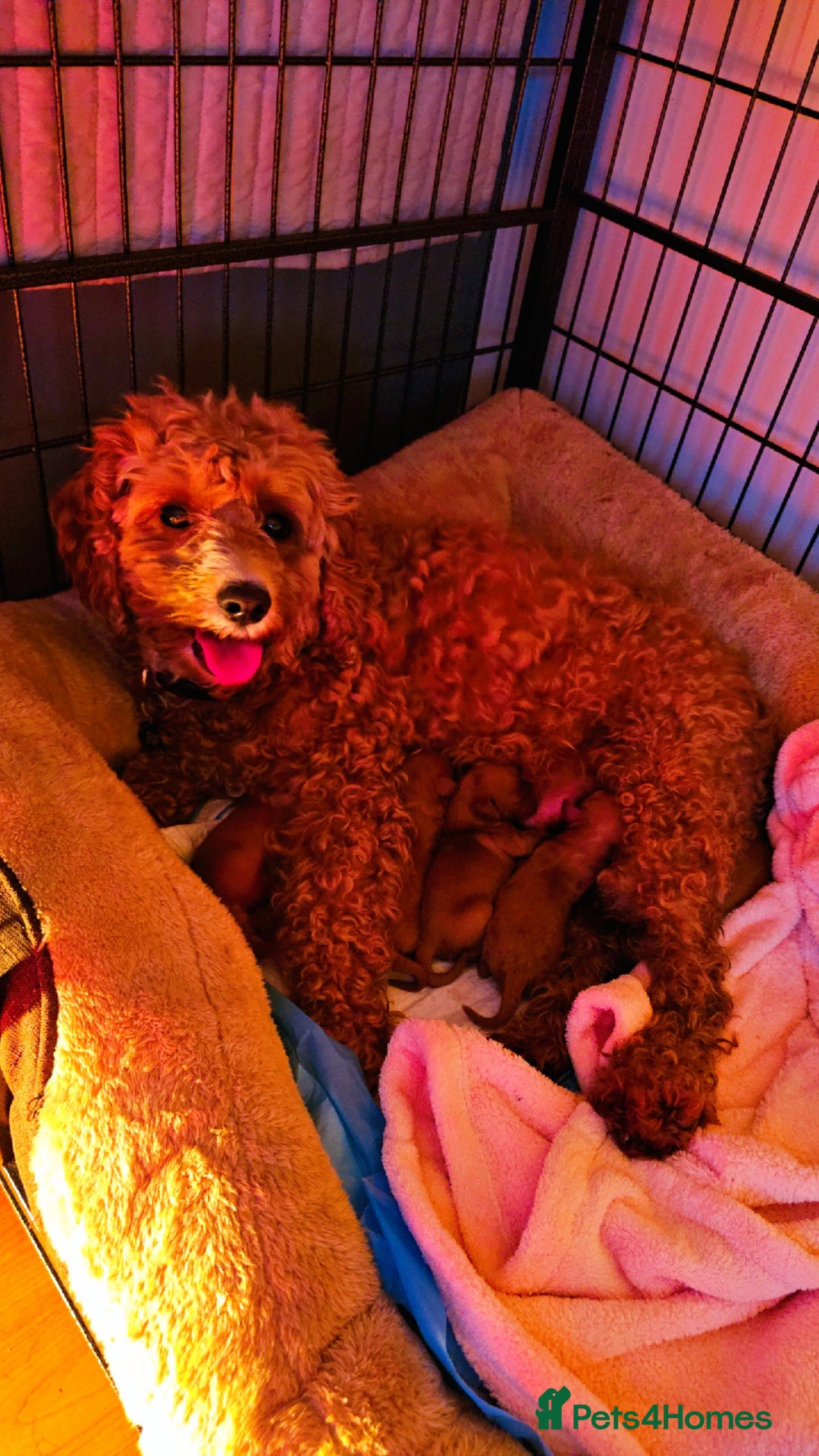 Cavapoo dogs for sale: Gorgeous Cavapoo Puppies  - Advert 5