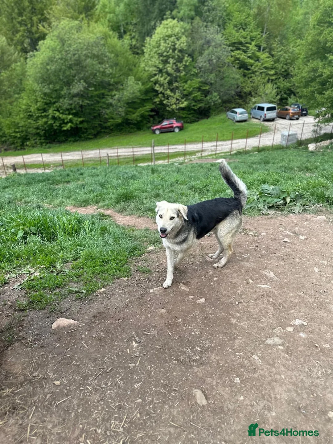 Mixed Breed dogs for adoption: Gruia 💙 - Advert 8