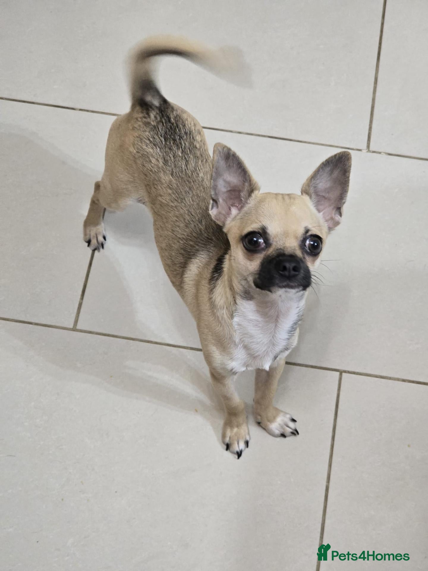 Chihuahua dogs for sale: Sable Fawn Boy - Advert 23