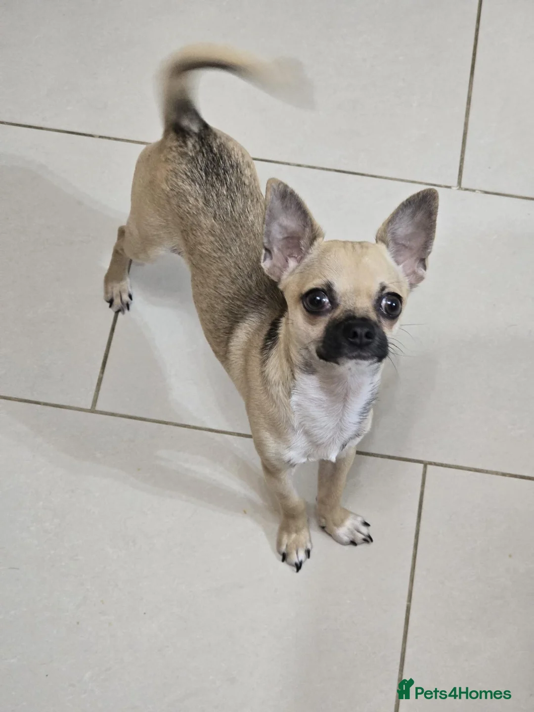 Chihuahua dogs for sale: Sable Fawn Boy - Advert 1