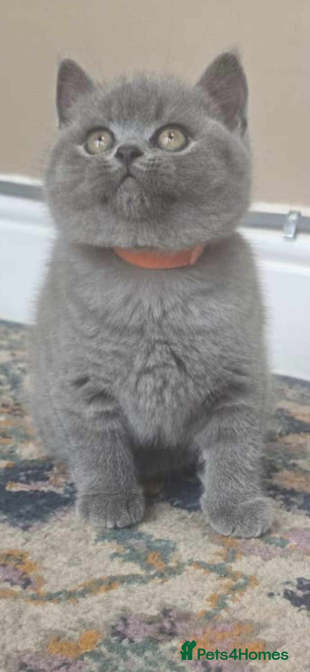 British Shorthair cats Gorgeous cute British Short Hair Kittens - Advert 8