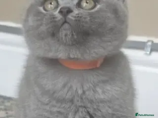 British Shorthair cats Gorgeous cute British Short Hair Kittens - Advert 4