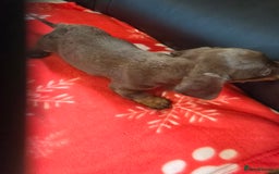 Miniature Dachshund dogs for sale: Dachshund puppies  - Image 9