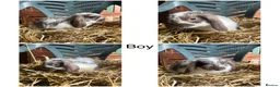 Mini Lop rabbits for sale: Beautiful PureBred MiniLops Ready To Leave in Horley - Advert 2
