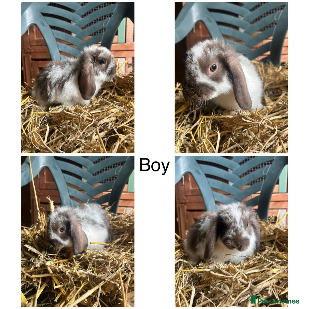 Mini Lop rabbits for sale: Beautiful PureBred MiniLops Ready To Leave in Horley - Advert 2