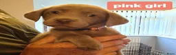 Labrador Retriever dogs for sale: LABRADORE RETRIEVER (SILVER) FULL KC REG - Advert 10