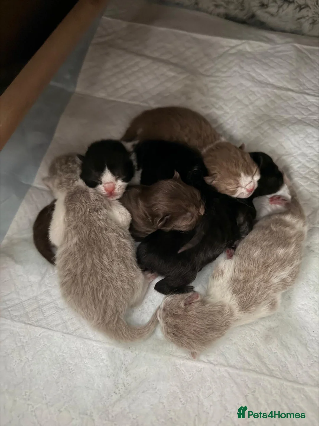 British Shorthair cats for stud:  GCCF registered STUD CHOCOLATE B blood group  in Beaconsfield - Advert 14