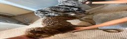 Cockapoo dogs for sale: Beautiful litter of f2 cockapoos in Bristol - Advert 9