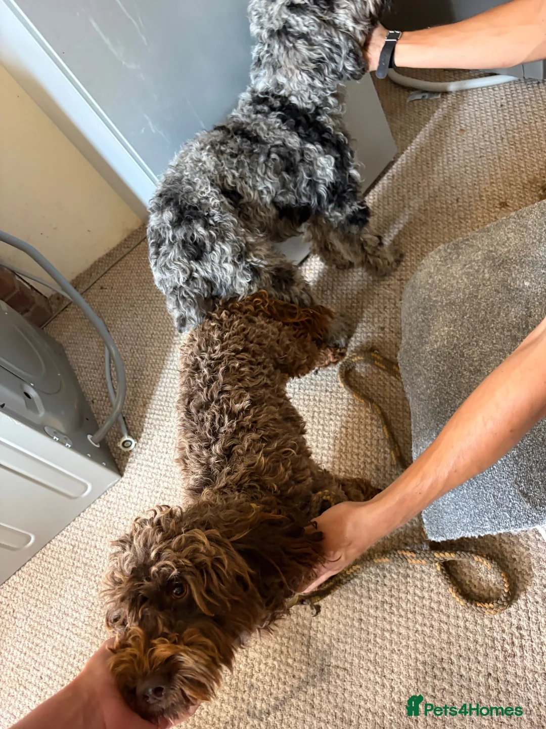Cockapoo dogs for sale: Beautiful litter of f2 cockapoos in Bristol - Advert 9