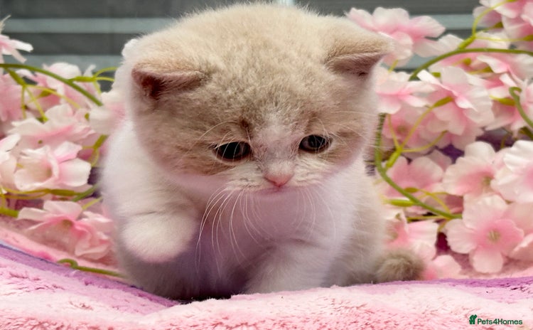 British Shorthair cats - Advert 3