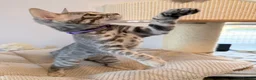 Bengal cats for sale: Exceptional Bengal Kittens Ready Now  - Advert 13