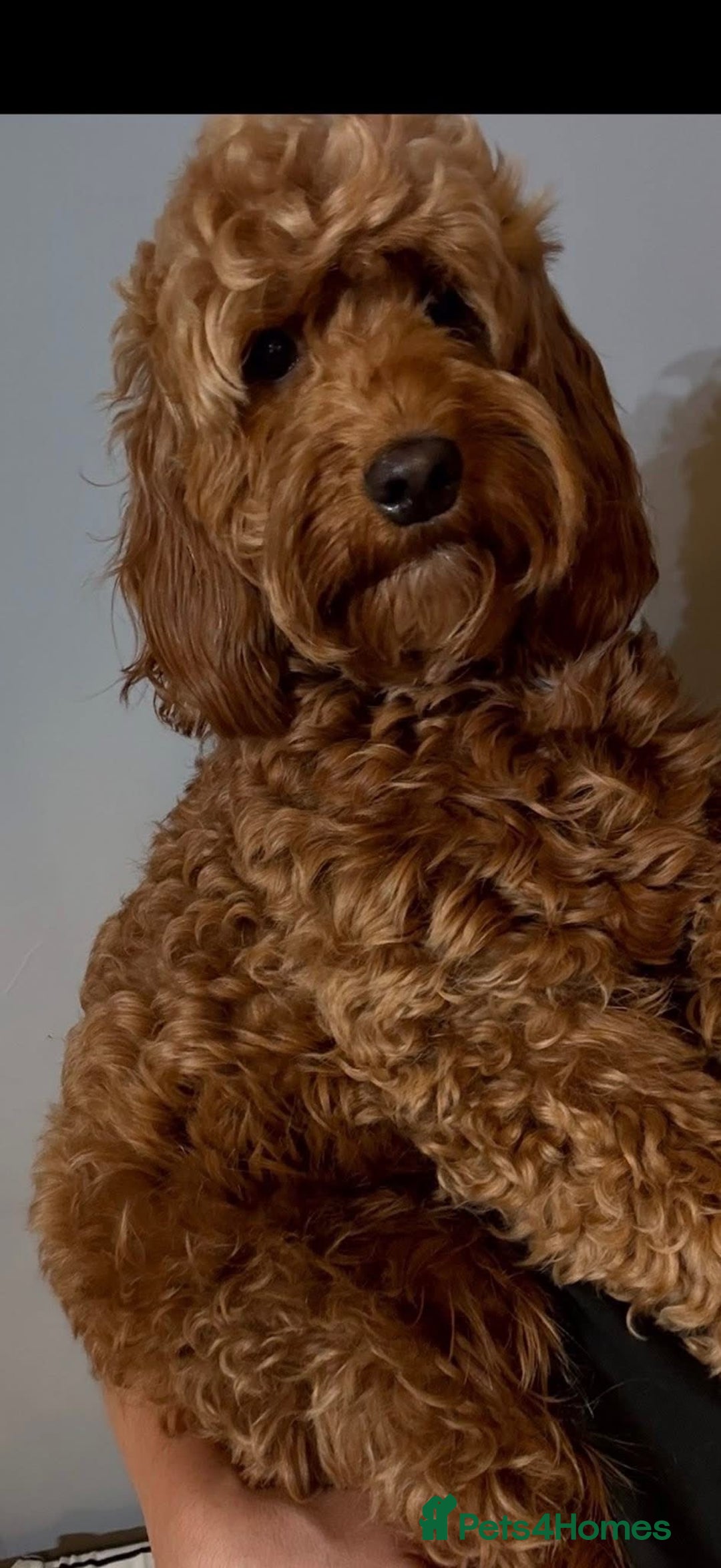 Cockapoo dogs for sale: Beautiful Cockapoo puppies - Advert 6