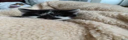 Mixed Breed cats for sale: Very cute spotty kittens for sale - Advert 15