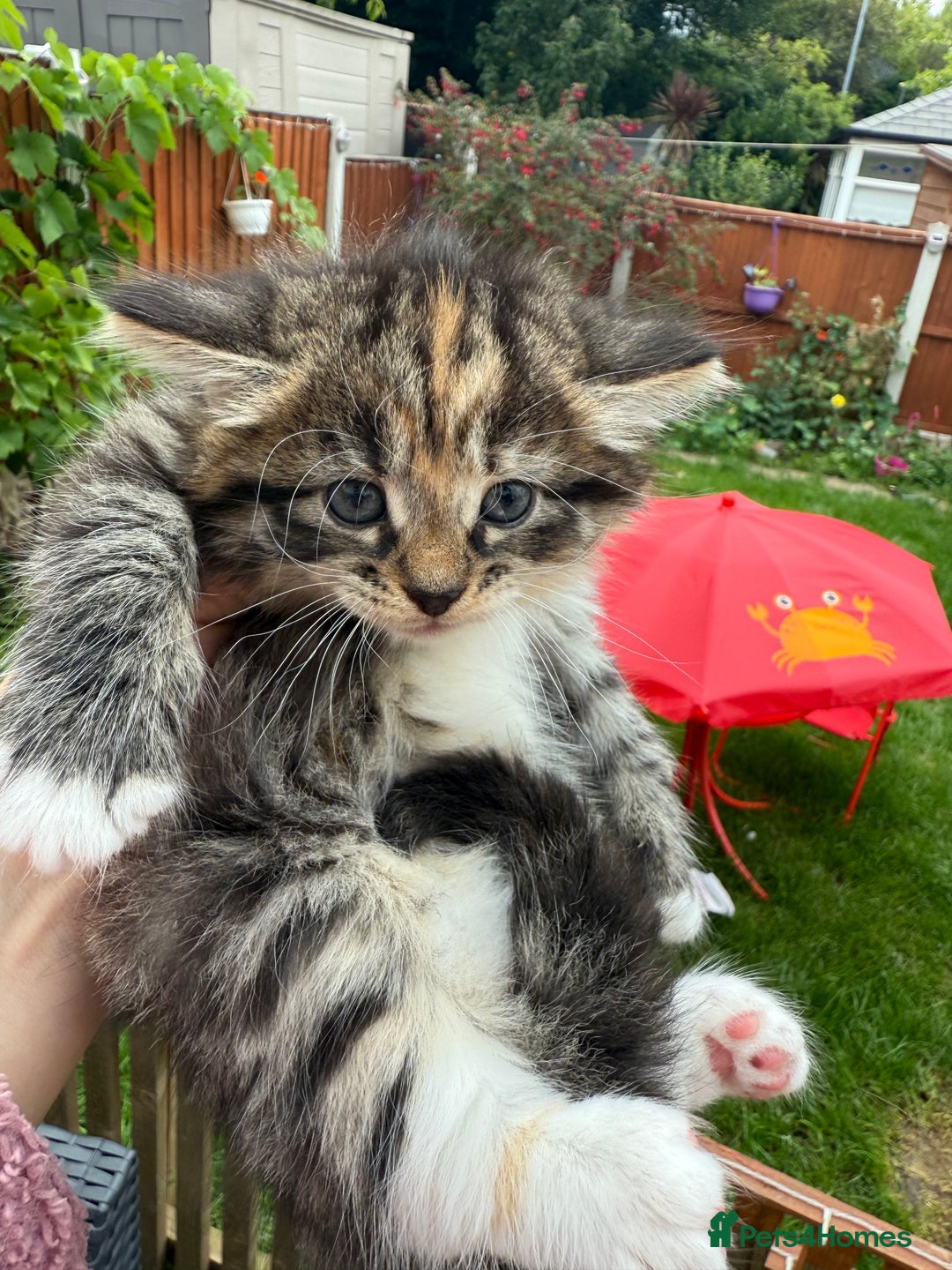 Mixed Breed cats for sale: 3 little kittens  - Image 13