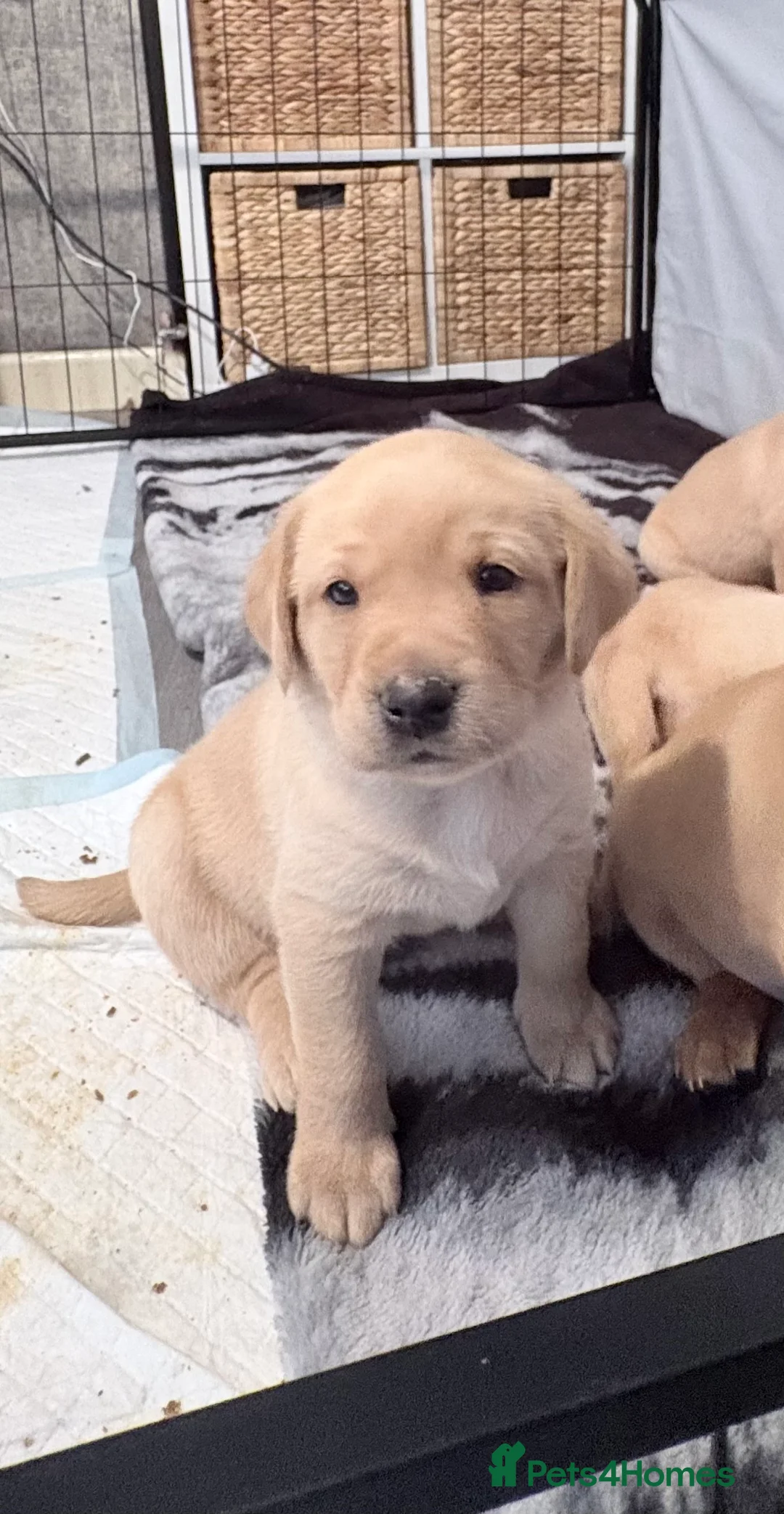 Labrador Retriever dogs for sale: Beautiful Labrador Pup - Advert 11