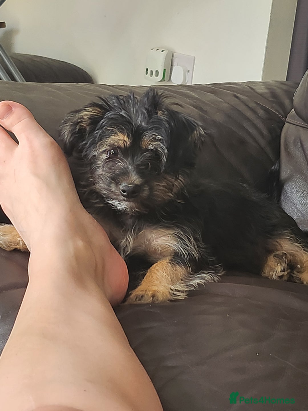 Morkie dogs for sale: Yorkie dominant small Morkies - Image 2