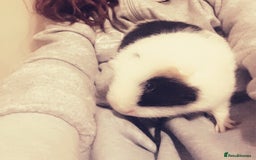 Guinea Pig rodents for sale: 2 young female Guinea pigs for sale  - Image 3