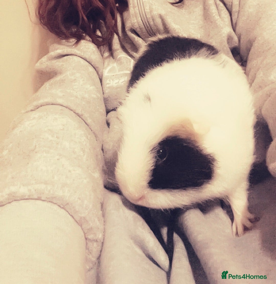 Guinea Pig rodents for sale: 2 young female Guinea pigs for sale  - Image 3