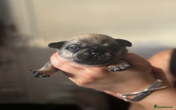 French Bulldog dogs for sale: Beautiful French bulldog puppies - Image 3