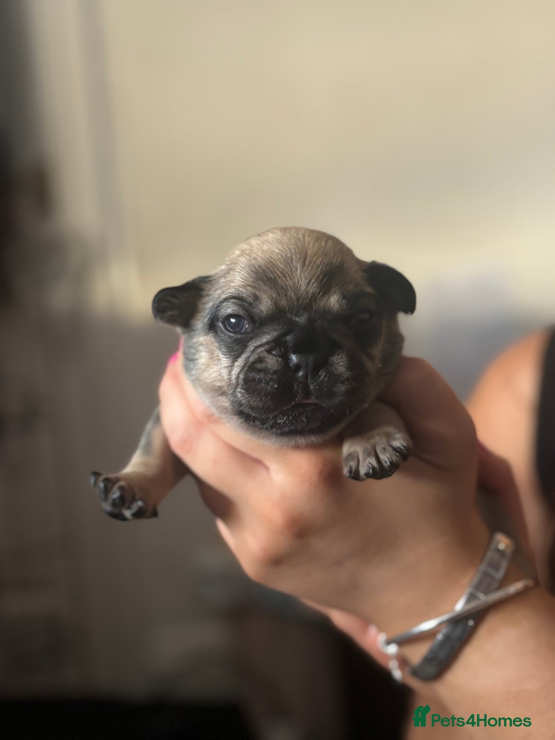 French Bulldog dogs for sale: Beautiful French bulldog puppies - Image 3